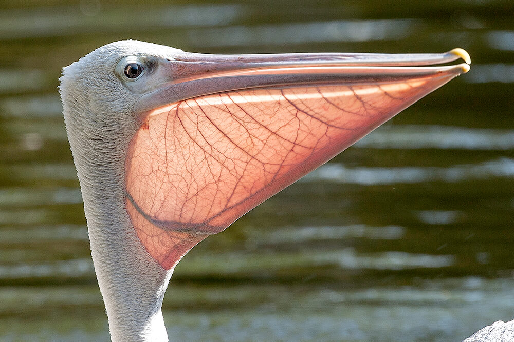 pelican