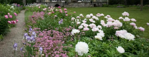 picture of a garden